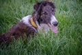 Brown and White Borzoi V